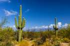 Typical scene in the Sonoran Desert of southern Arizona. Art Print